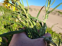 Senecio arechavaletae