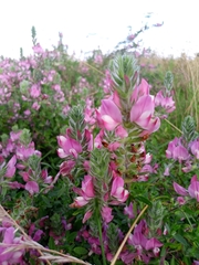 Ononis spinosa