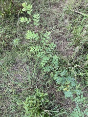 Phyllanthus tenellus