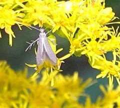 Schreckensteinia erythriella