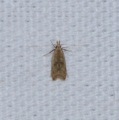 Dichomeris punctipennella
