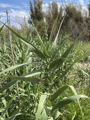 Arundo