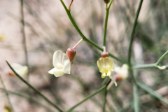 Astragalus xiphoides