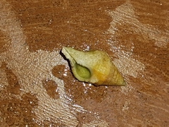 Gastropoda