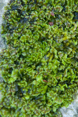 Pellia neesiana