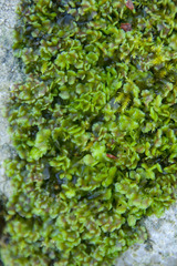 Pellia neesiana