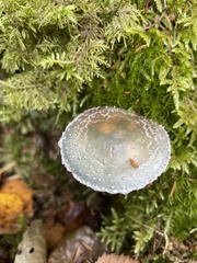 Stropharia aeruginosa