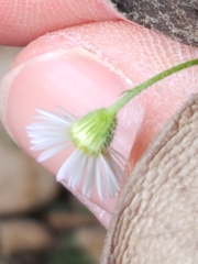 Erigeron modestus