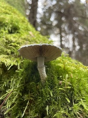 Stropharia aeruginosa