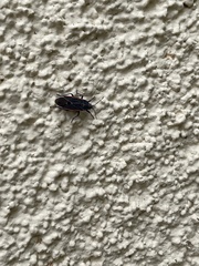 Melacoryphus lateralis