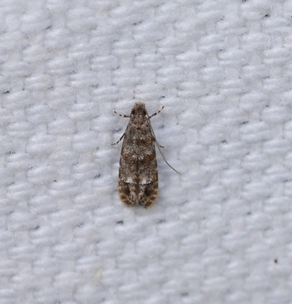 Homosetia tricingulatella