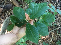 Clethra alnifolia