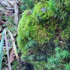 Dicranodontium denudatum
