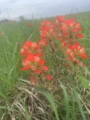 Castilleja indivisa