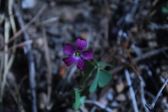 Oxalis