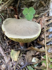 Xerocomellus zelleri