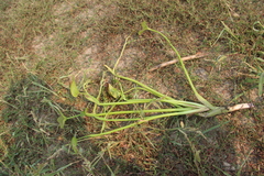 Pontederia vaginalis