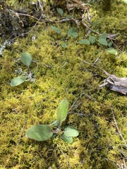 Hieracium lepidulum