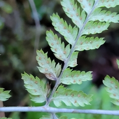 Dryopteris dilatata