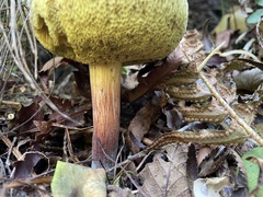 Xerocomellus zelleri