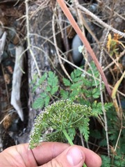 Conioselinum gmelinii