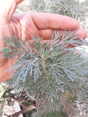 Artemisia arborescens