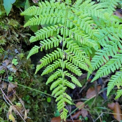 Dryopteris dilatata