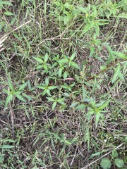 Eclipta prostrata