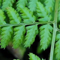 Dryopteris dilatata