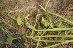 Pontederia vaginalis