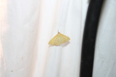 Pyraustini