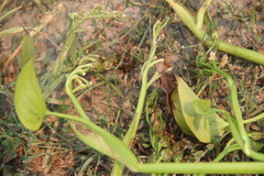 Pontederia vaginalis