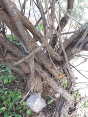 Artemisia arborescens