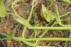 Pontederia vaginalis