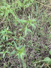 Eclipta prostrata