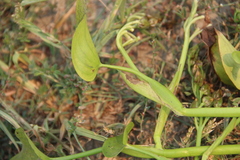 Pontederia vaginalis