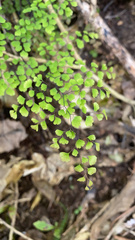 Adiantum aethiopicum
