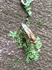 Tetanocera