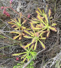 Drosera hilaris
