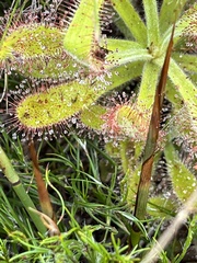 Drosera hilaris