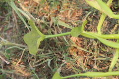 Pontederia vaginalis