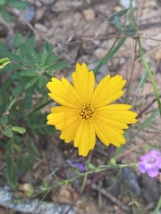 Coreopsis