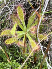 Drosera hilaris