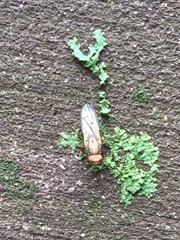 Tetanocera