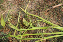 Pontederia vaginalis