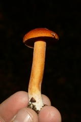 Lactarius aurantiacus