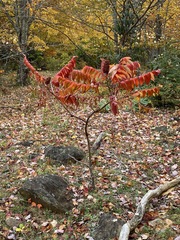 Rhus typhina