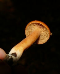 Lactarius aurantiacus
