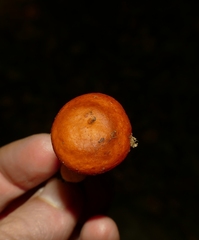 Lactarius aurantiacus