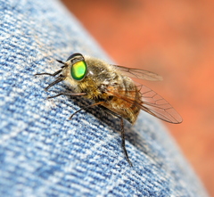 Tabanidae